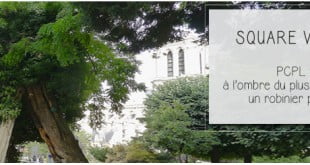 robinier faux acaccia du square viviani à paris pour illustrer l'article Par ci par là PCPL dédié au plus vieil arbre de la capitale