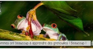 grenouilles tenant une feuille parapluie pour illustrer l'article PCPL sur les règles de galanterie