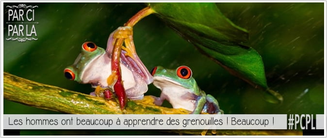 grenouilles tenant une feuille parapluie pour illustrer l'article PCPL sur les règles de galanterie