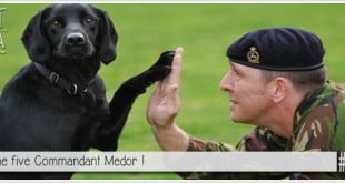 chien soldat, armée francaise, armée britannique pour illustrer l'article PCPL dédié à l'utilisattion des animaux en temps de guerre