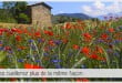 champs de bleuets det de coquelicots pour illustrer l'article PCPL dédié aux fleurs du souvenir