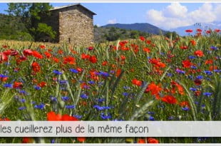 champs de bleuets det de coquelicots pour illustrer l'article PCPL dédié aux fleurs du souvenir