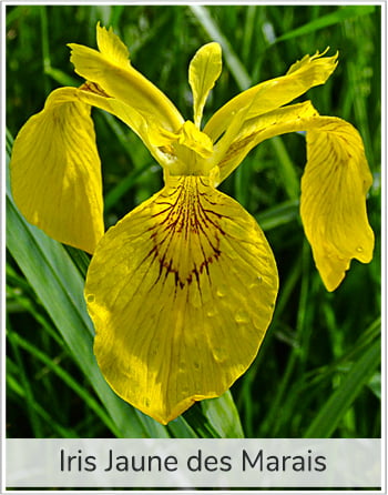 iris des marais qui est la véritable fleur représentée par le symbole monarchique de la fleur de lys